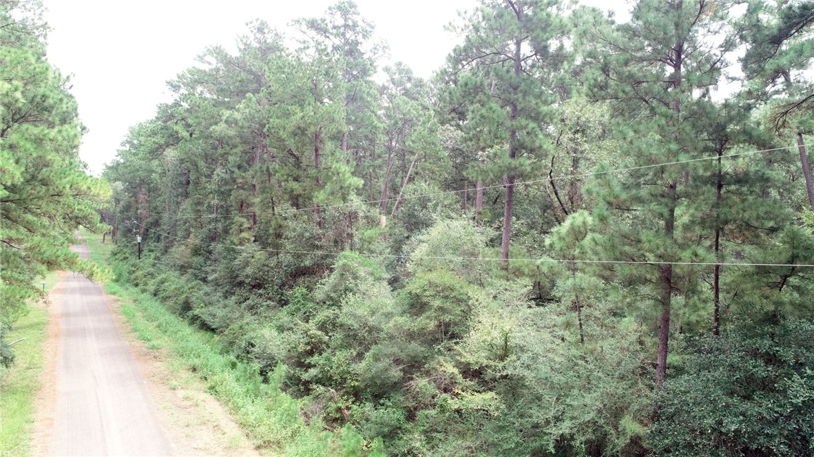 a view of a forest with trees in front of it