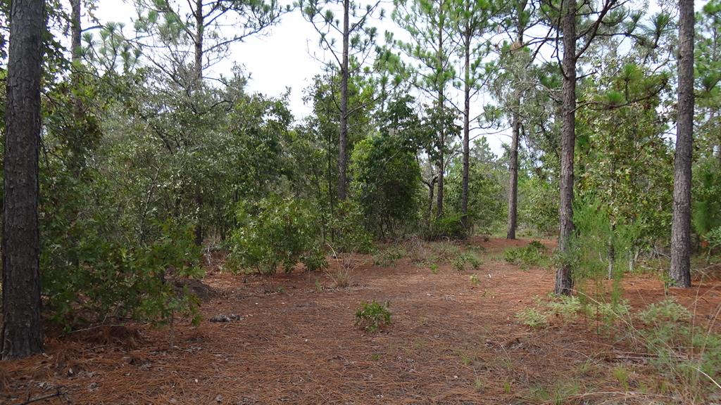 a view of a forest with trees in the background