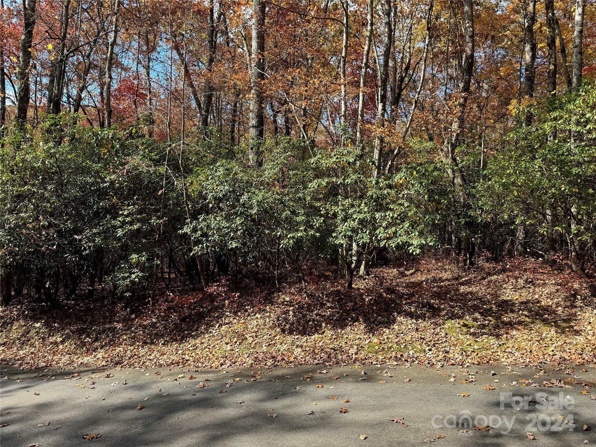 a view of a yard with plants and trees