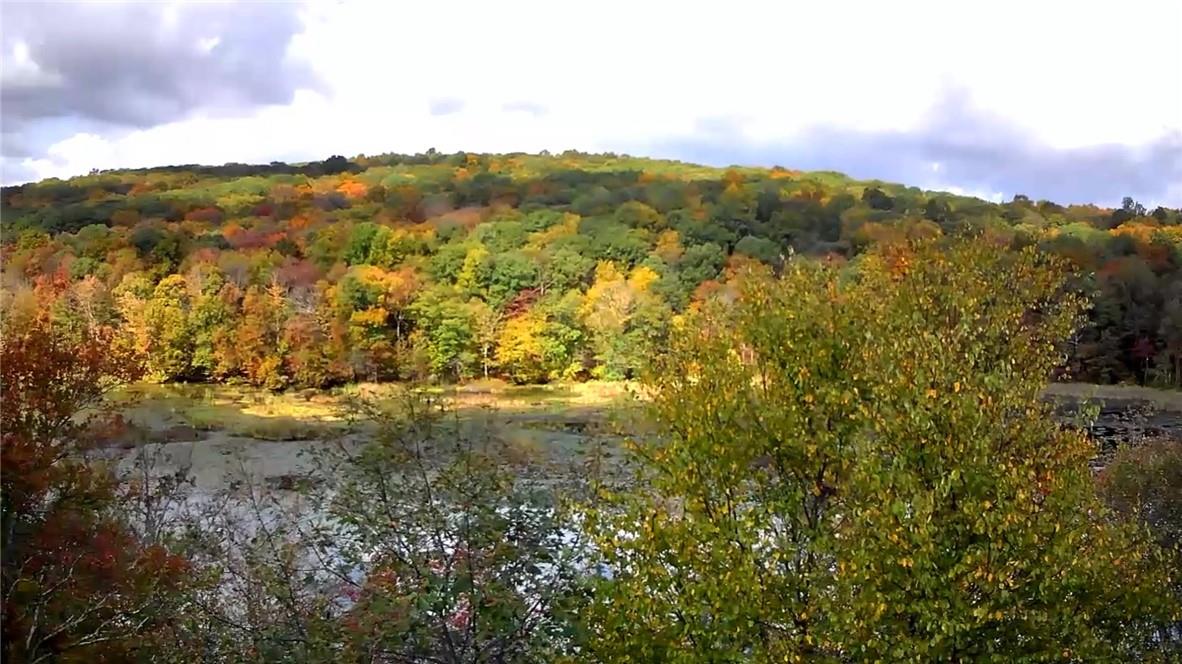 View of local wilderness