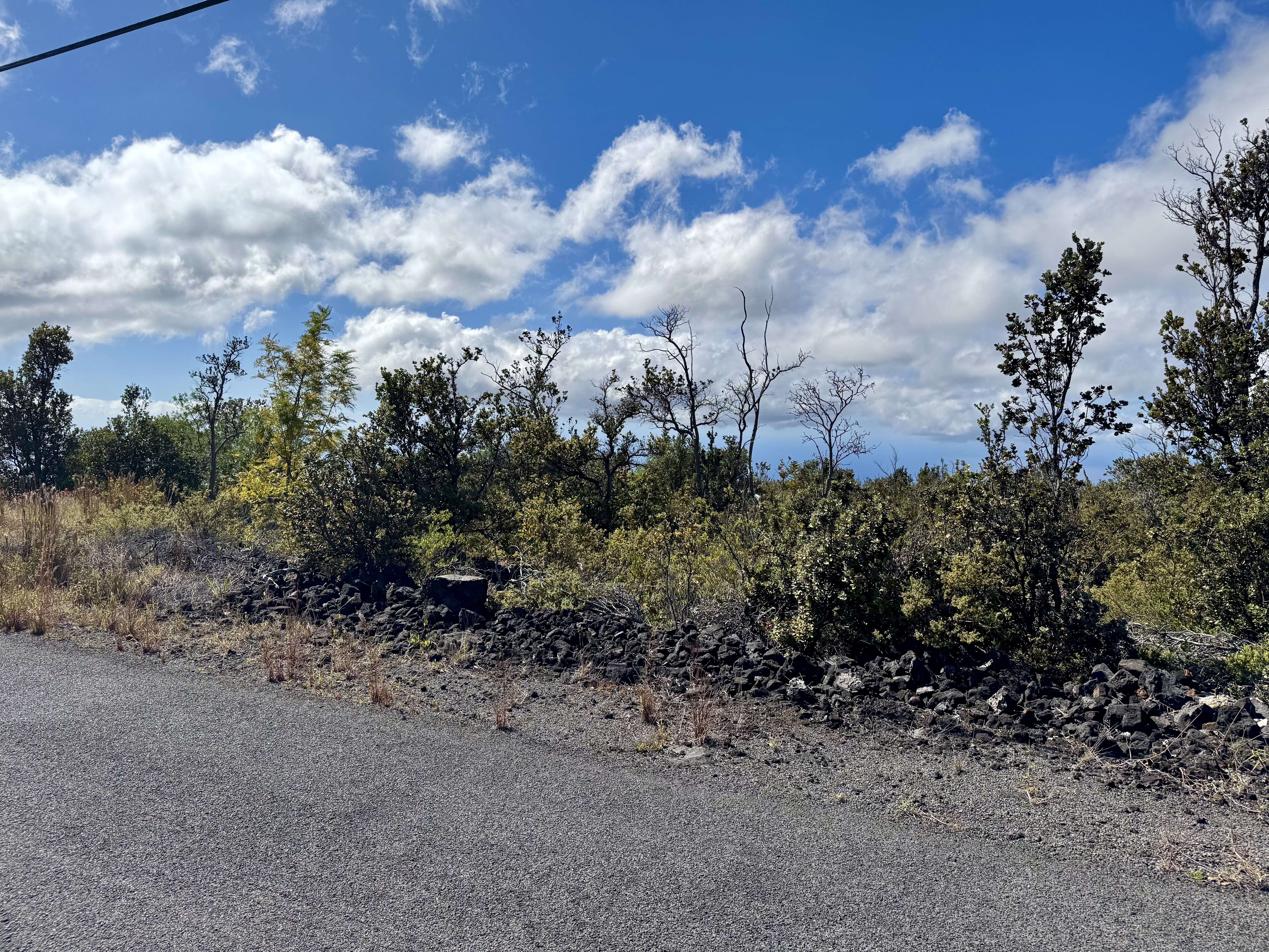 a view of a bunch of trees