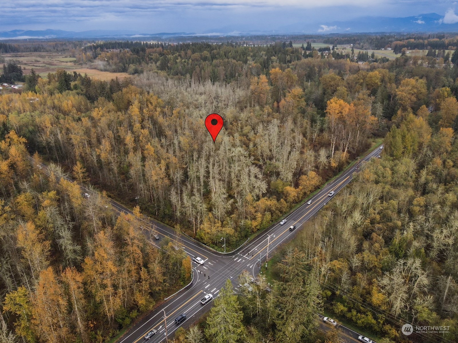 a view of a forest with a forest