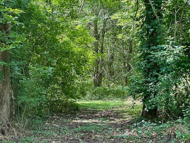 a view of a lush green forest