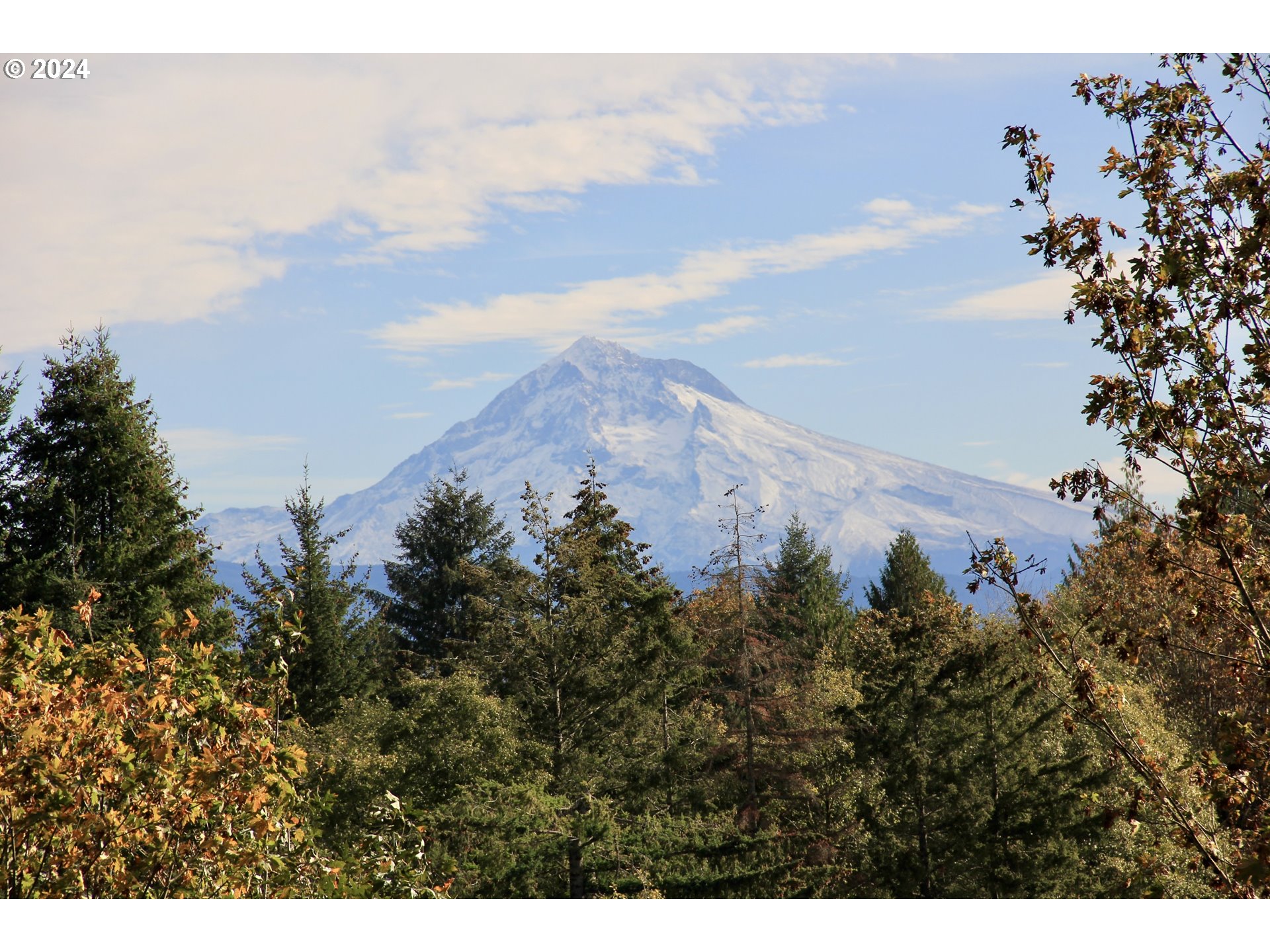 a view of a bunch of trees and bushes