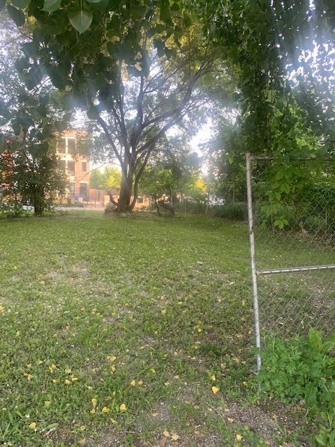 a view of a field with a tree