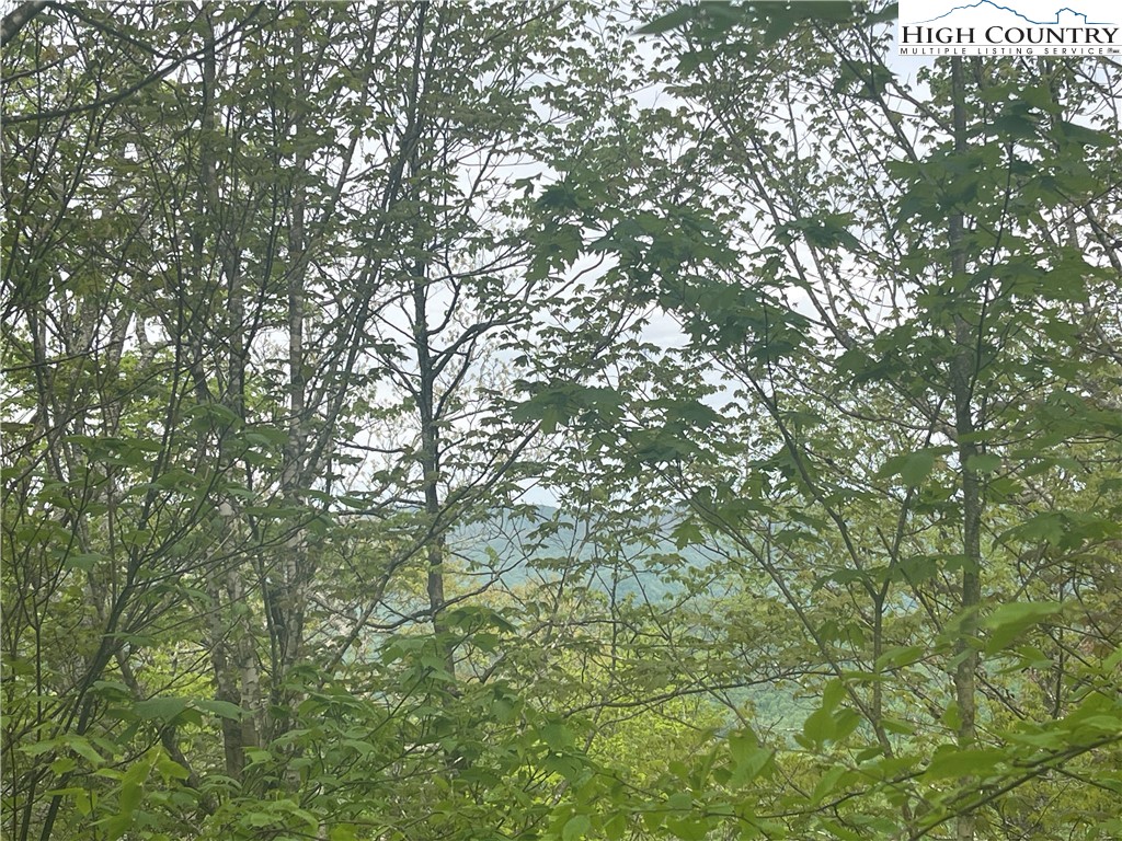 a view of a tree in a yard