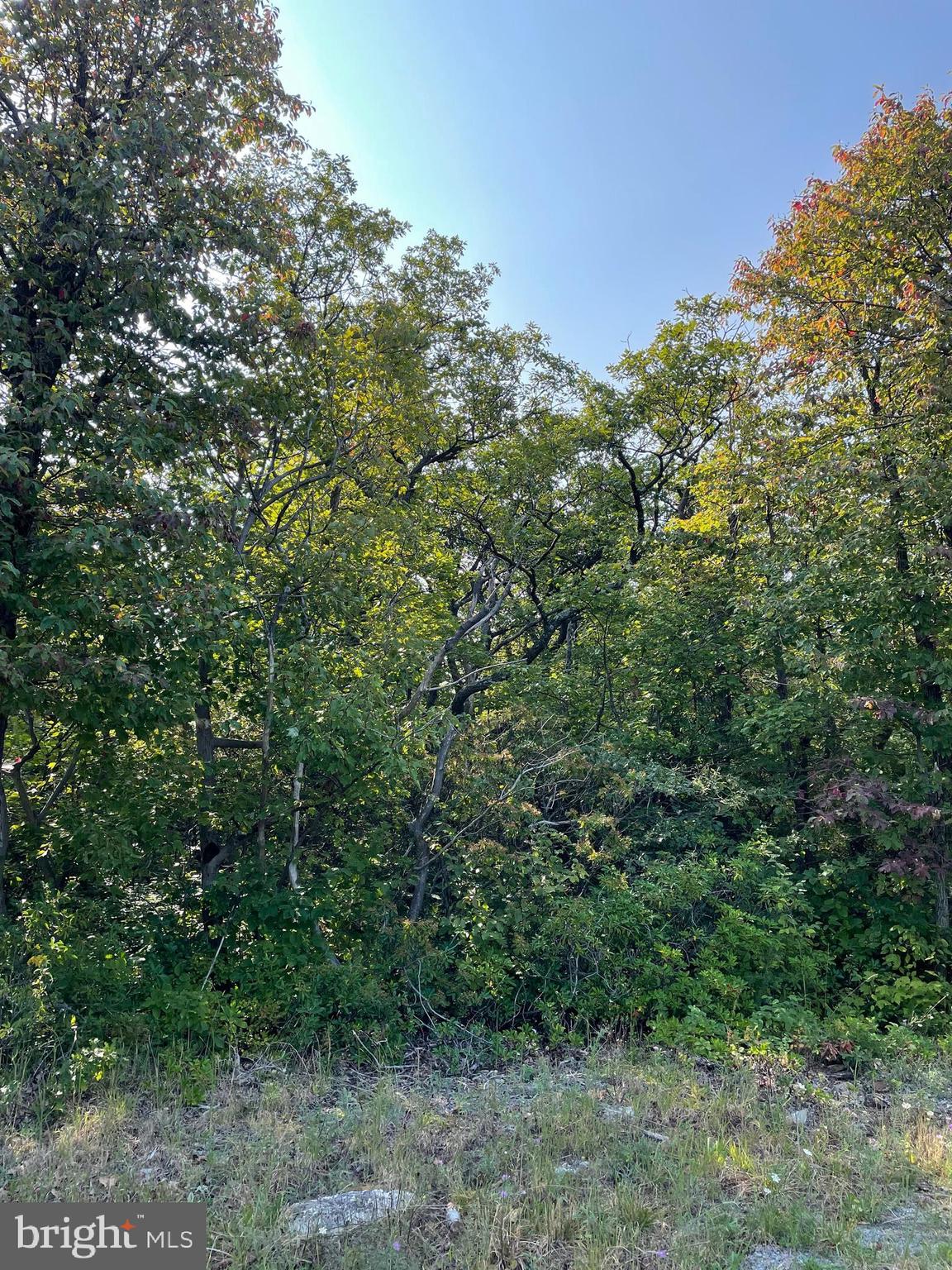 a view of a lush green forest