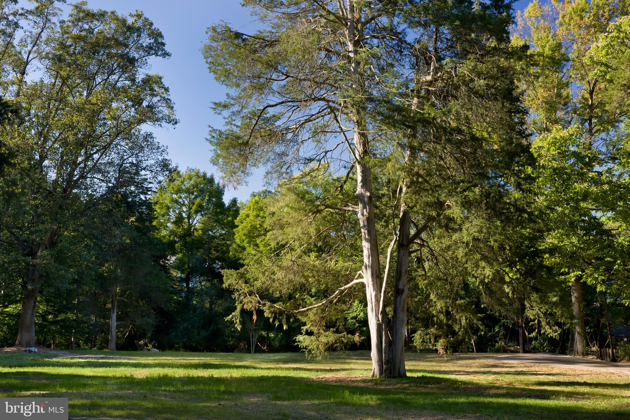 a view of a grassy field with trees