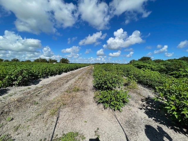 a view of a bunch of trees