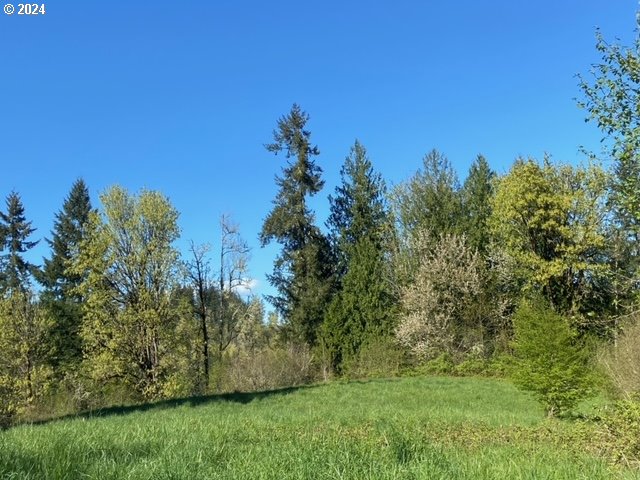 a view of a yard with an tree