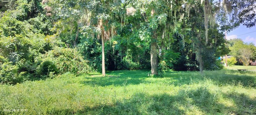 a view of a lush green forest