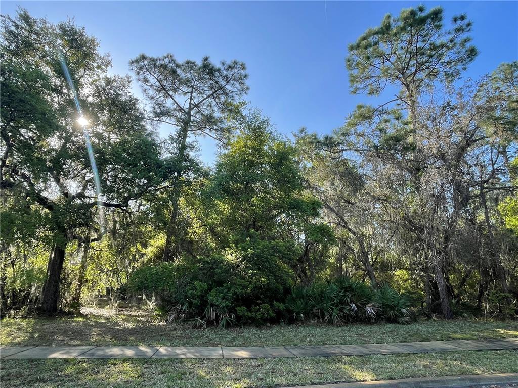 a view of a yard with a tree