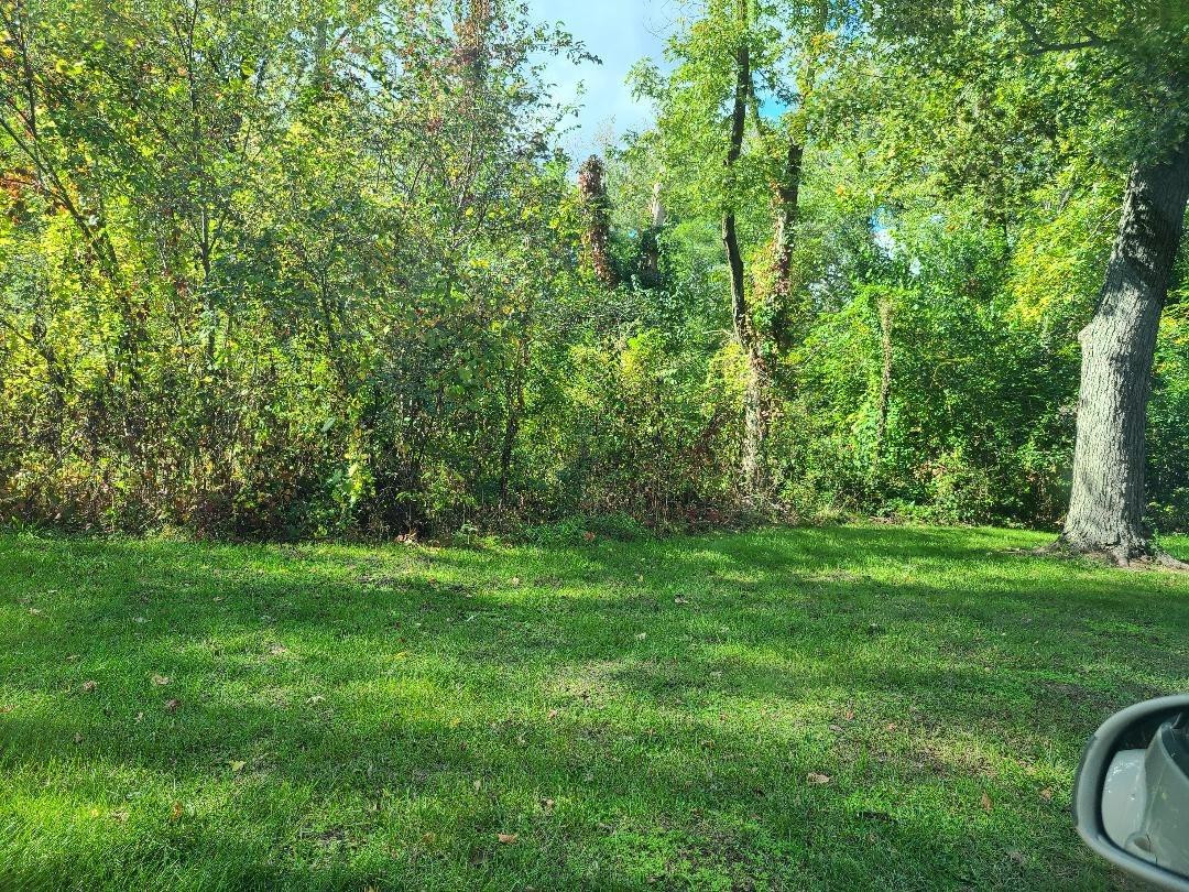 a view of a yard with a trees