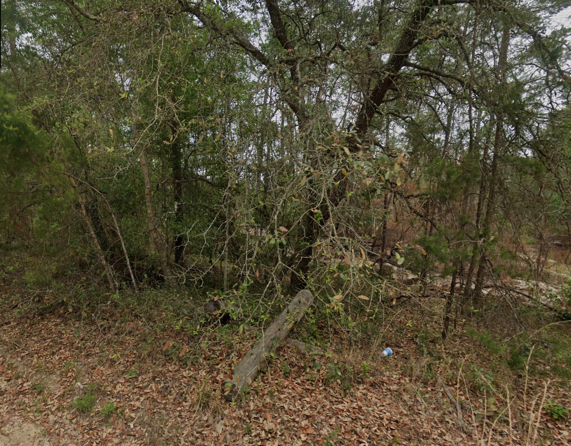 a view of a forest with large trees