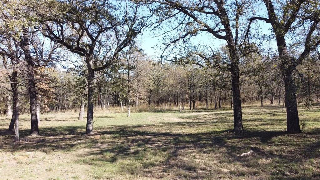 a view of dirt yard with a large tree