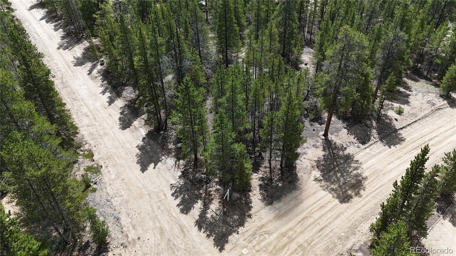 a view of a forest filled with trees