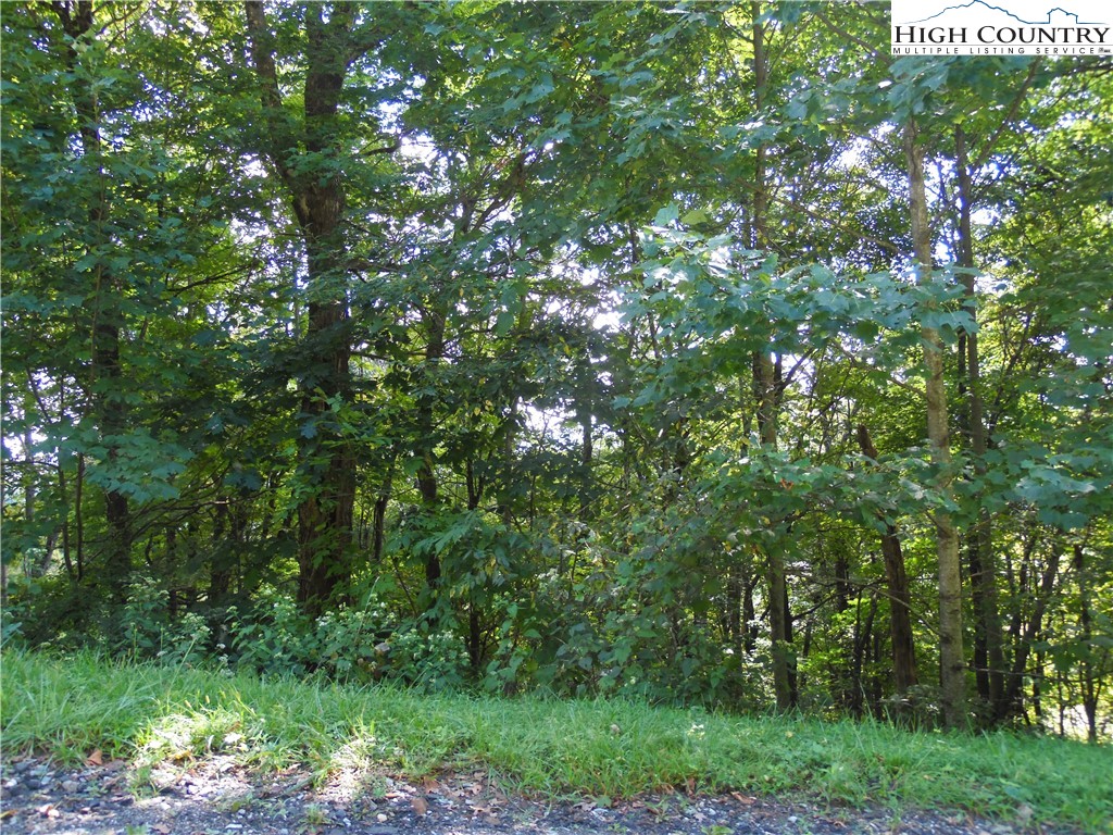 a view of a lush green forest