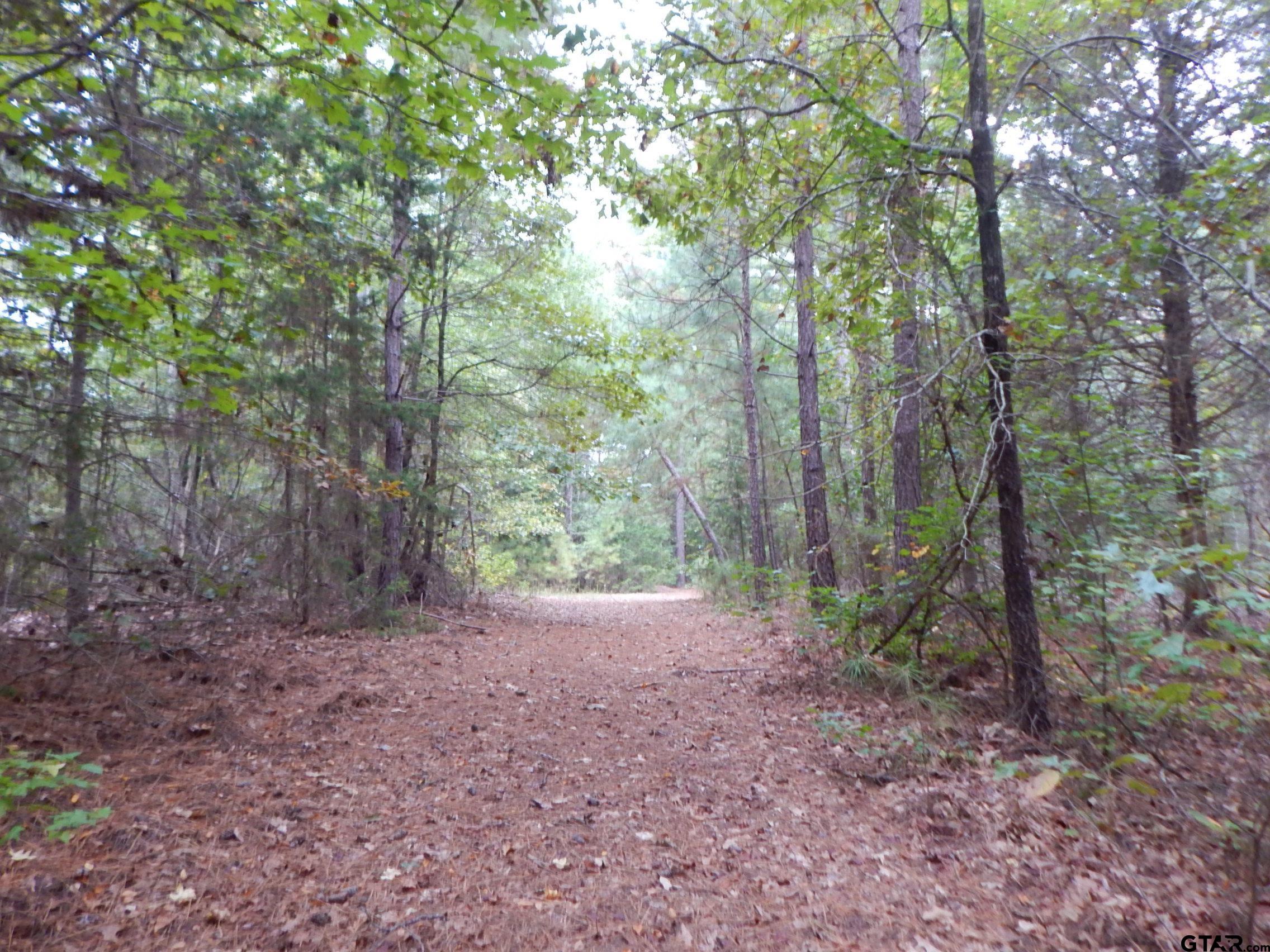 a view of a forest with trees in the background