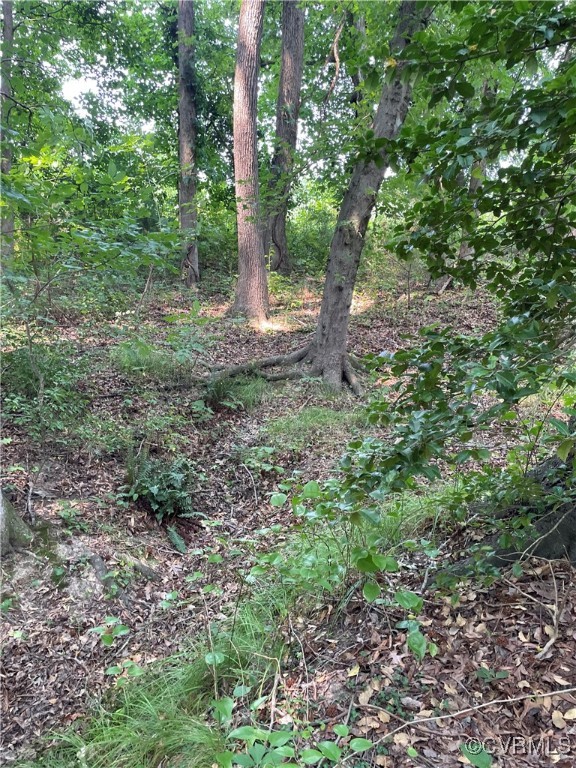 a view of a forest with trees in the background