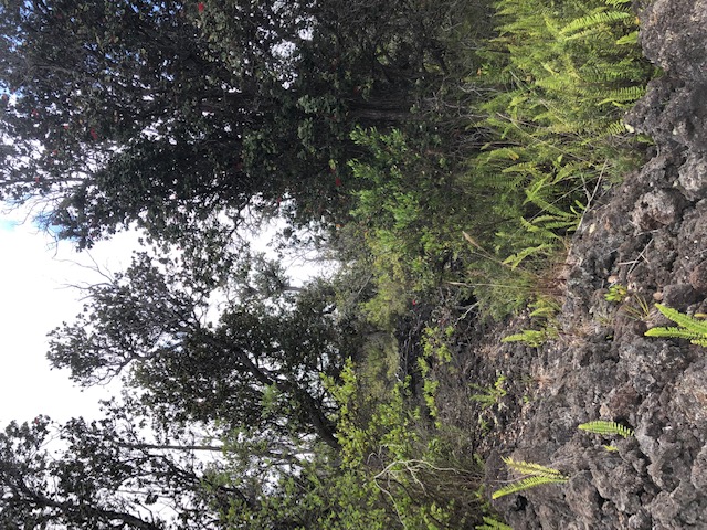 a view of a forest with lots of trees