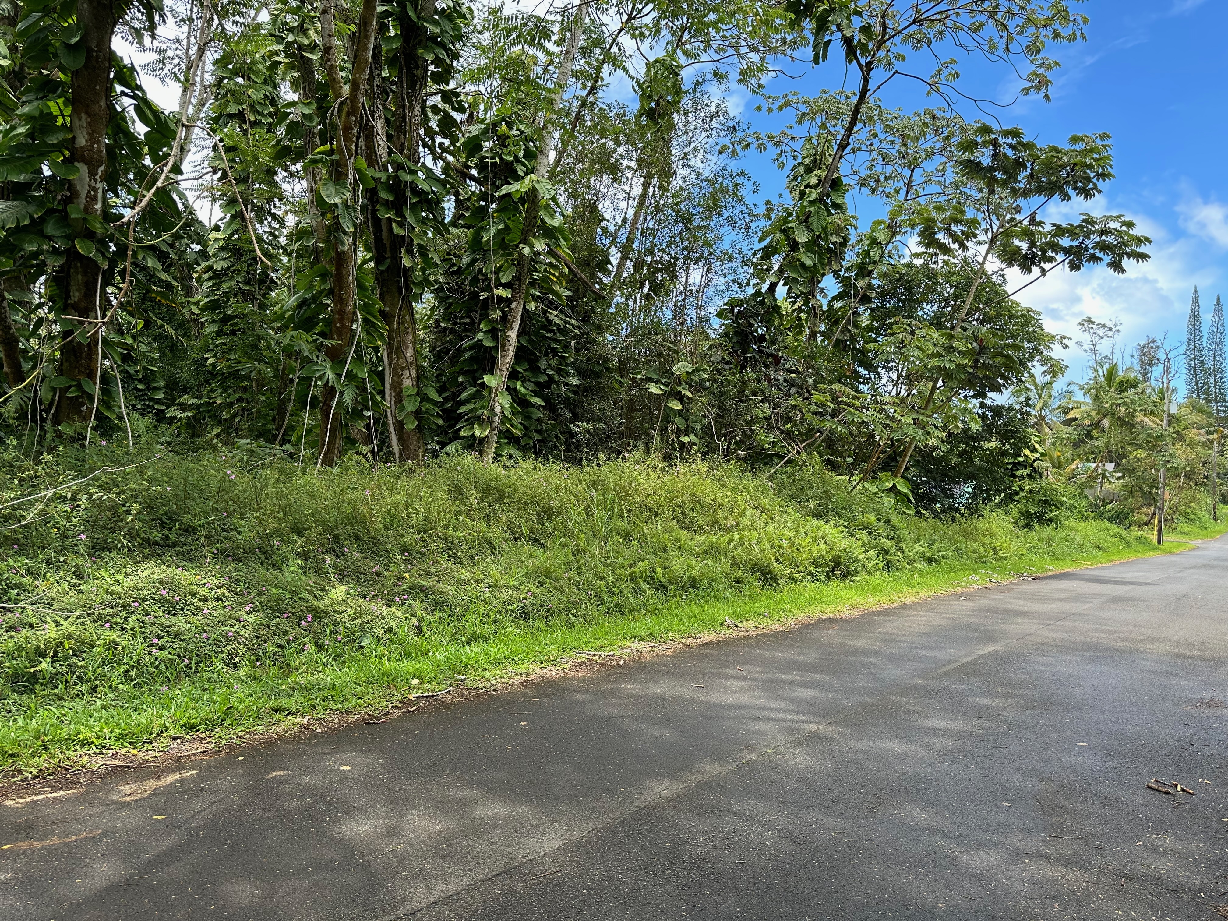 a view of a yard with a tree