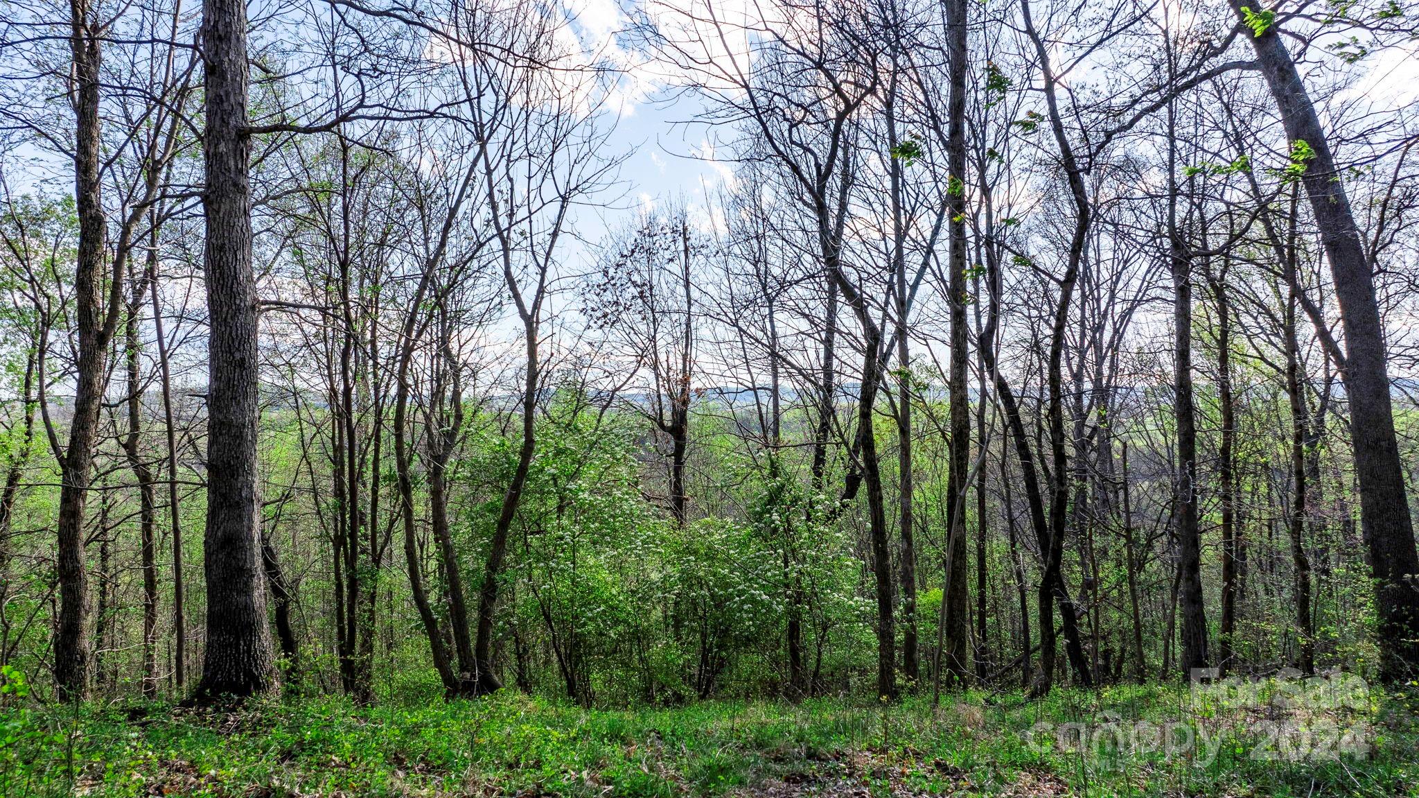 a view of forest