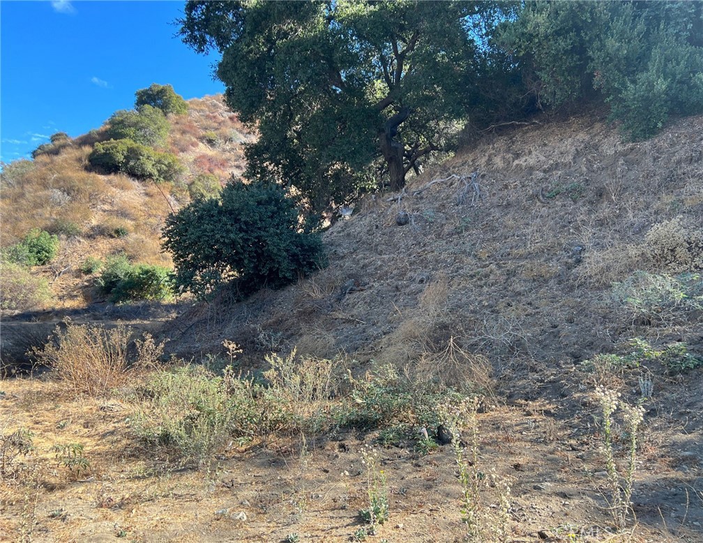 a view of a dry yard with trees in the background