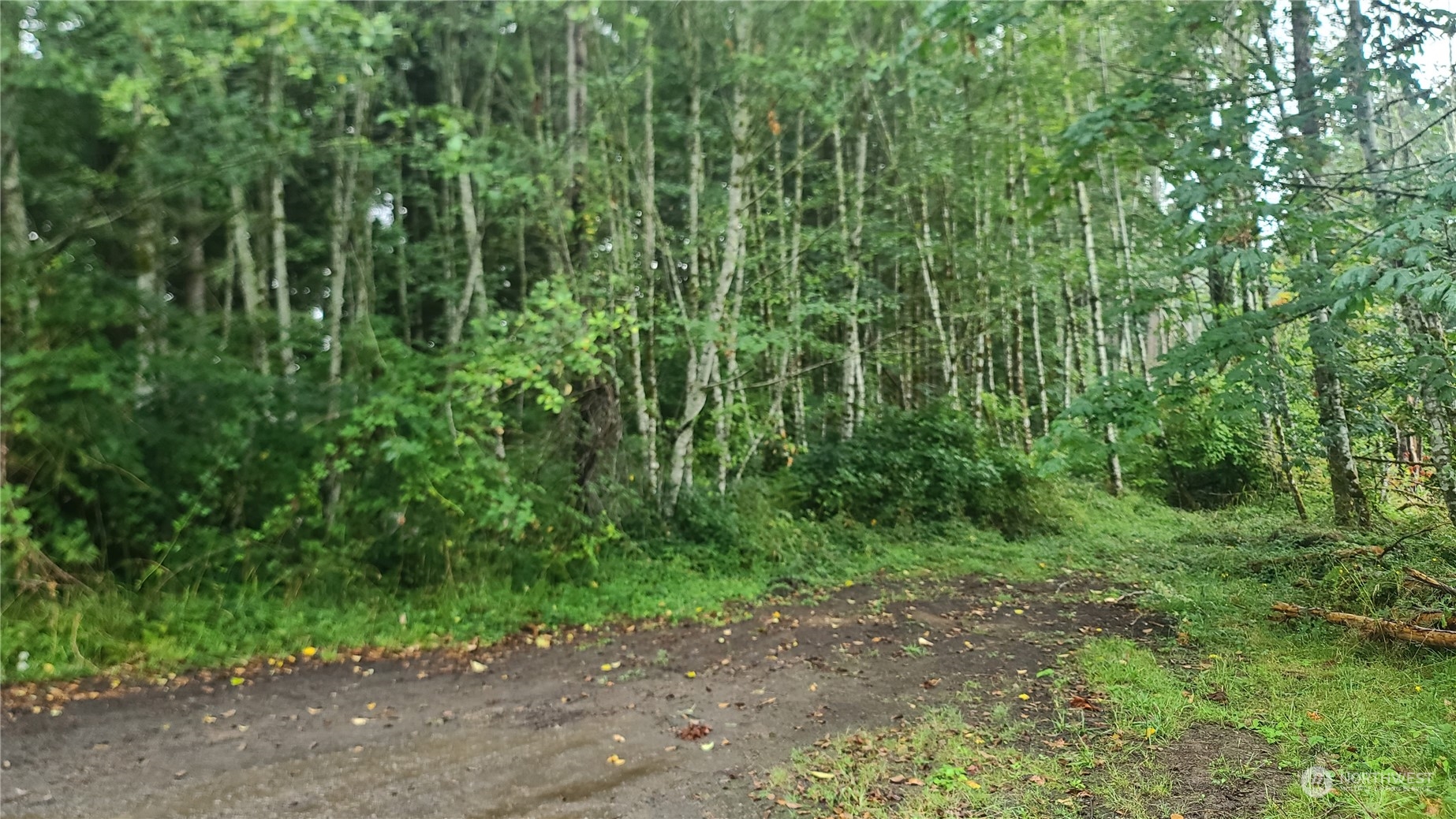 a view of a forest with trees