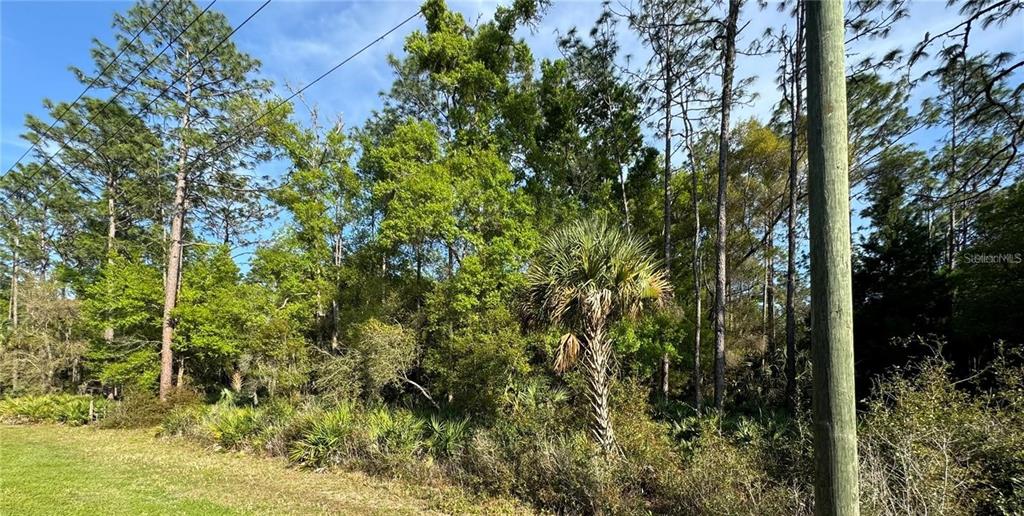 a view of a forest