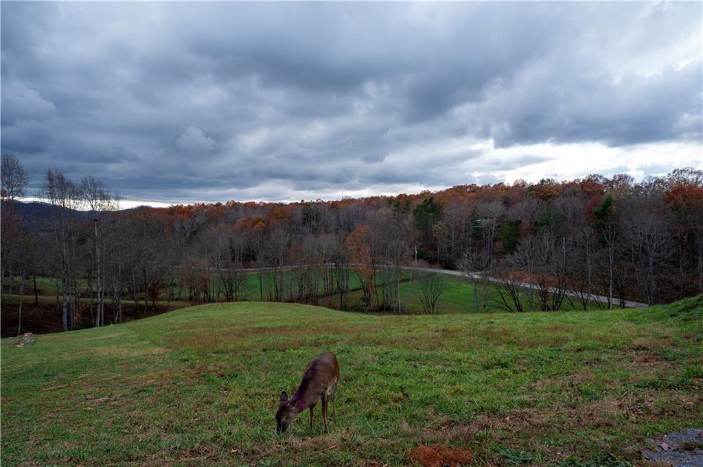 a view of a backyard