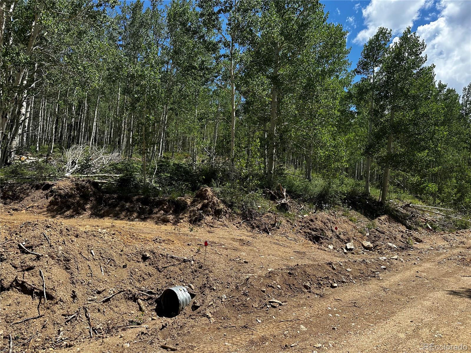 a view of a dry yard with trees and plants