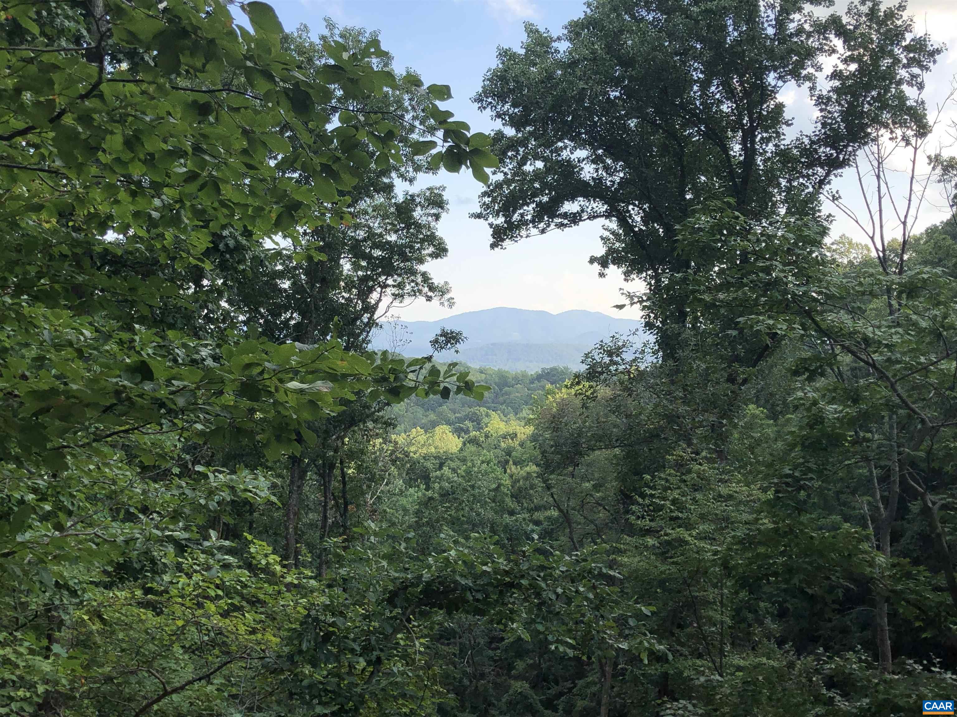 a view of a forest