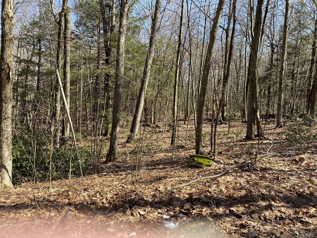 a view of outdoor space with lots of trees