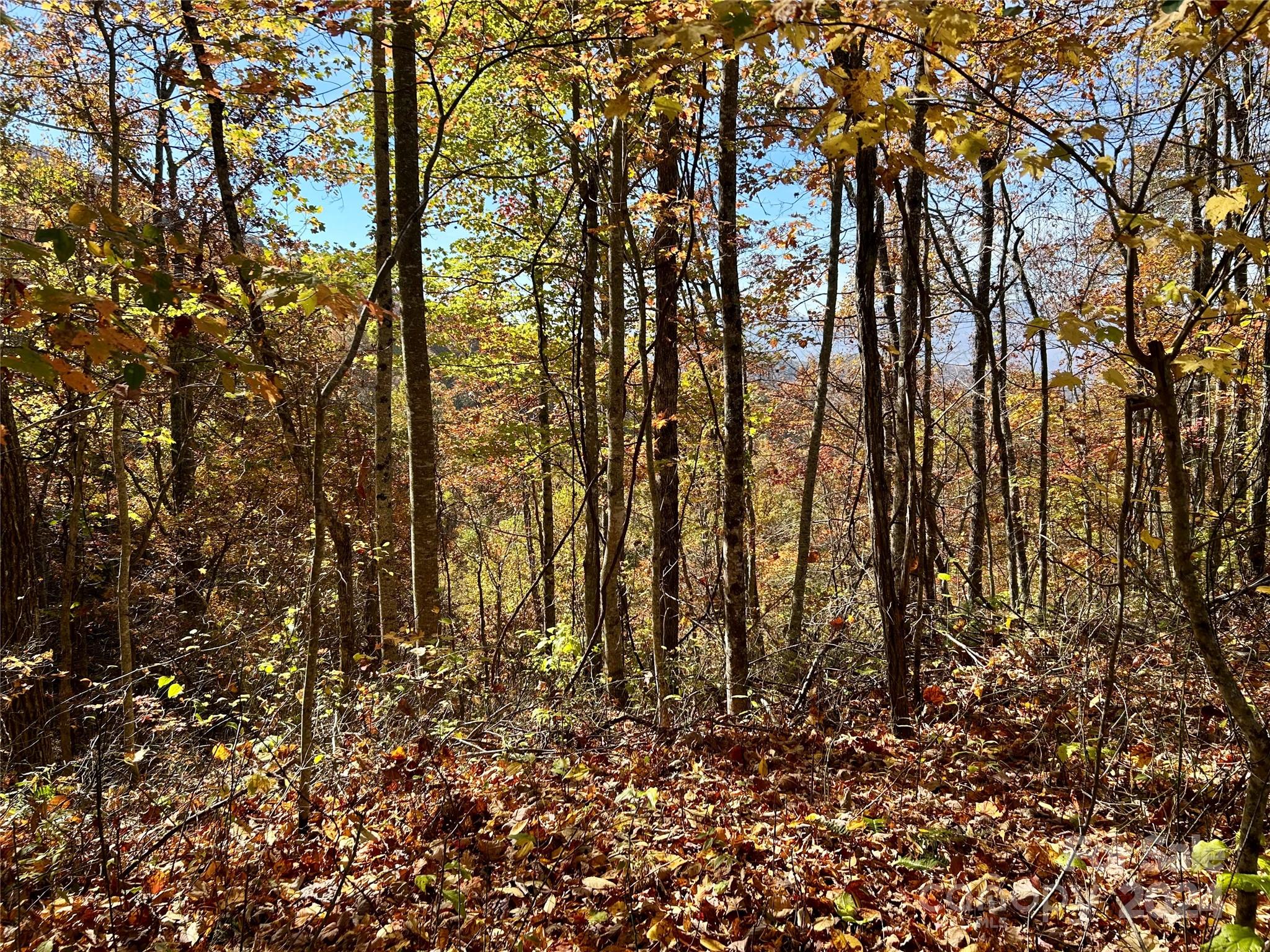 a view of covered with trees