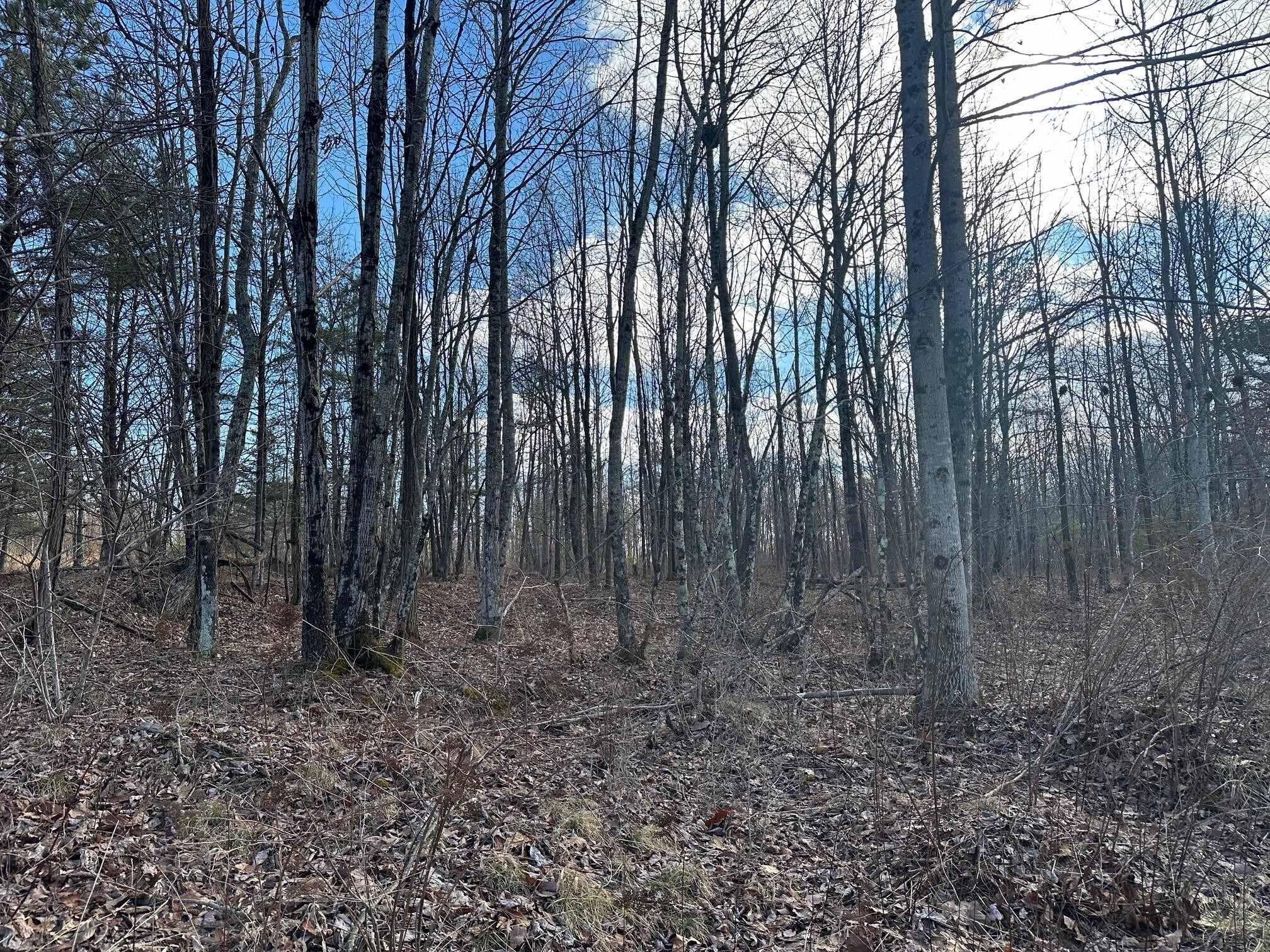 a view of three trees