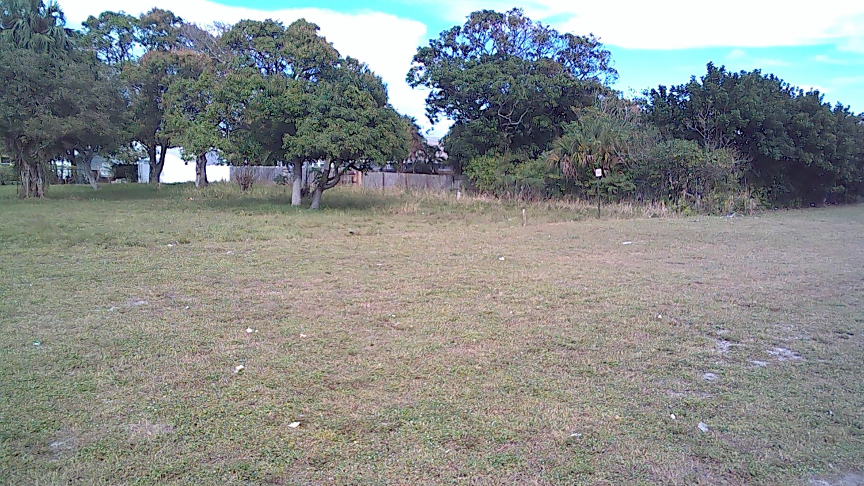 a view of a tree with a yard