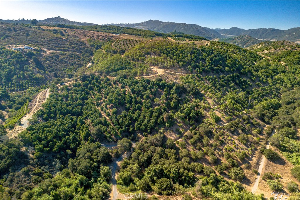 a view of a forest with a mountain