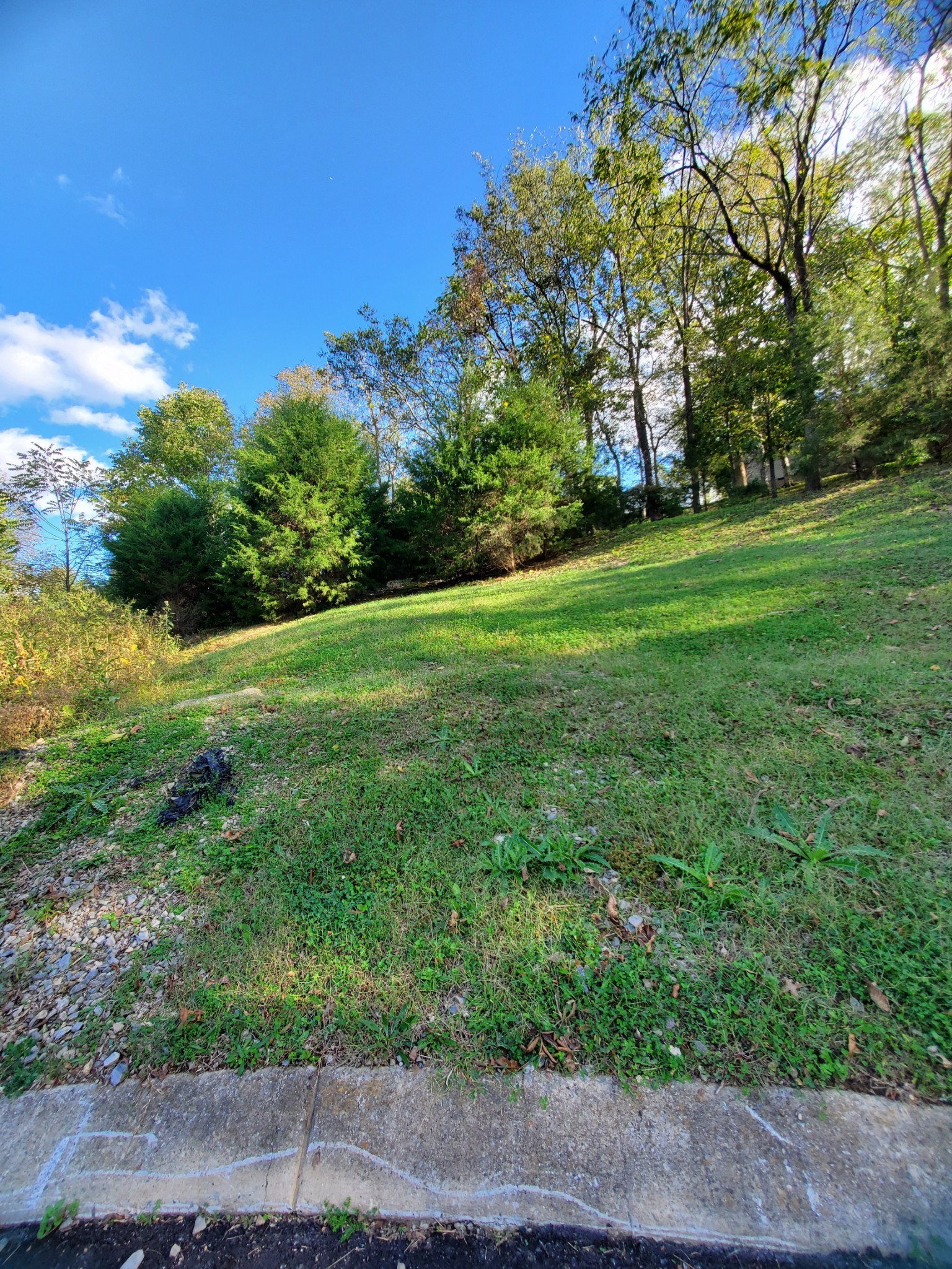 a view of a grassy field with trees