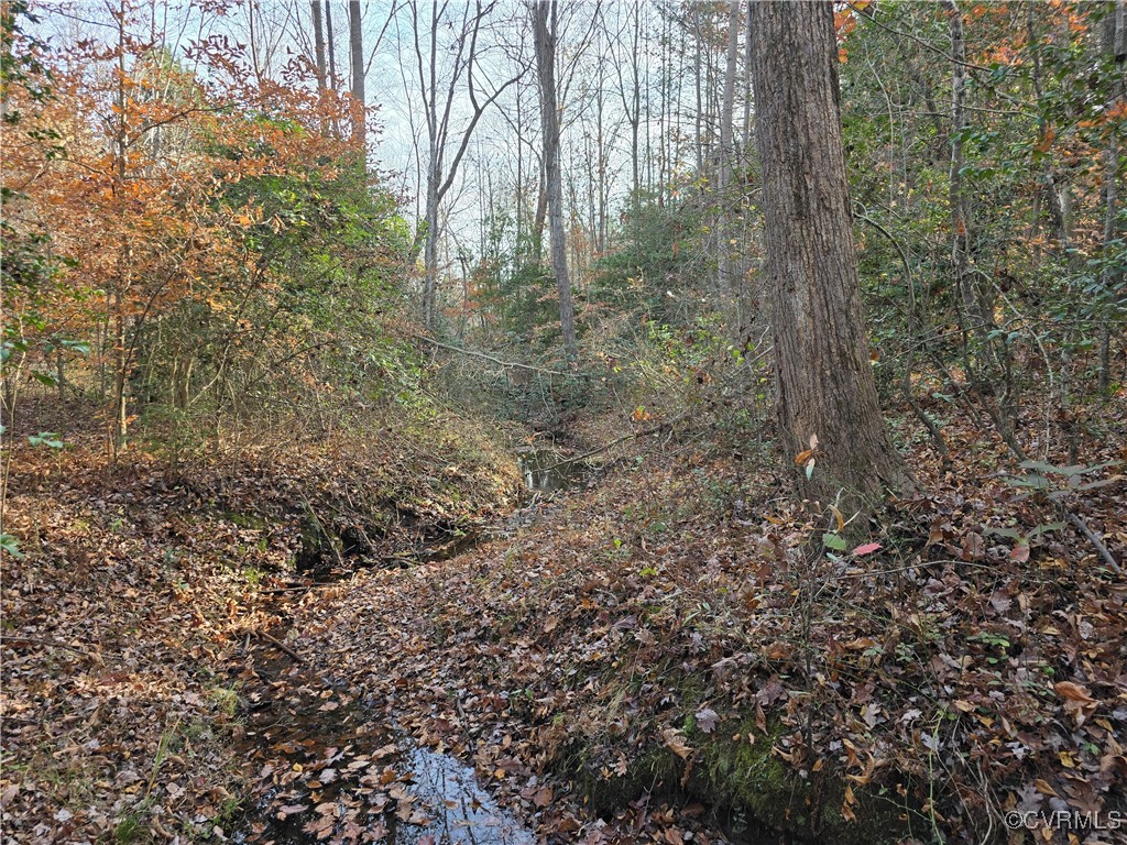 a view of a forest with trees