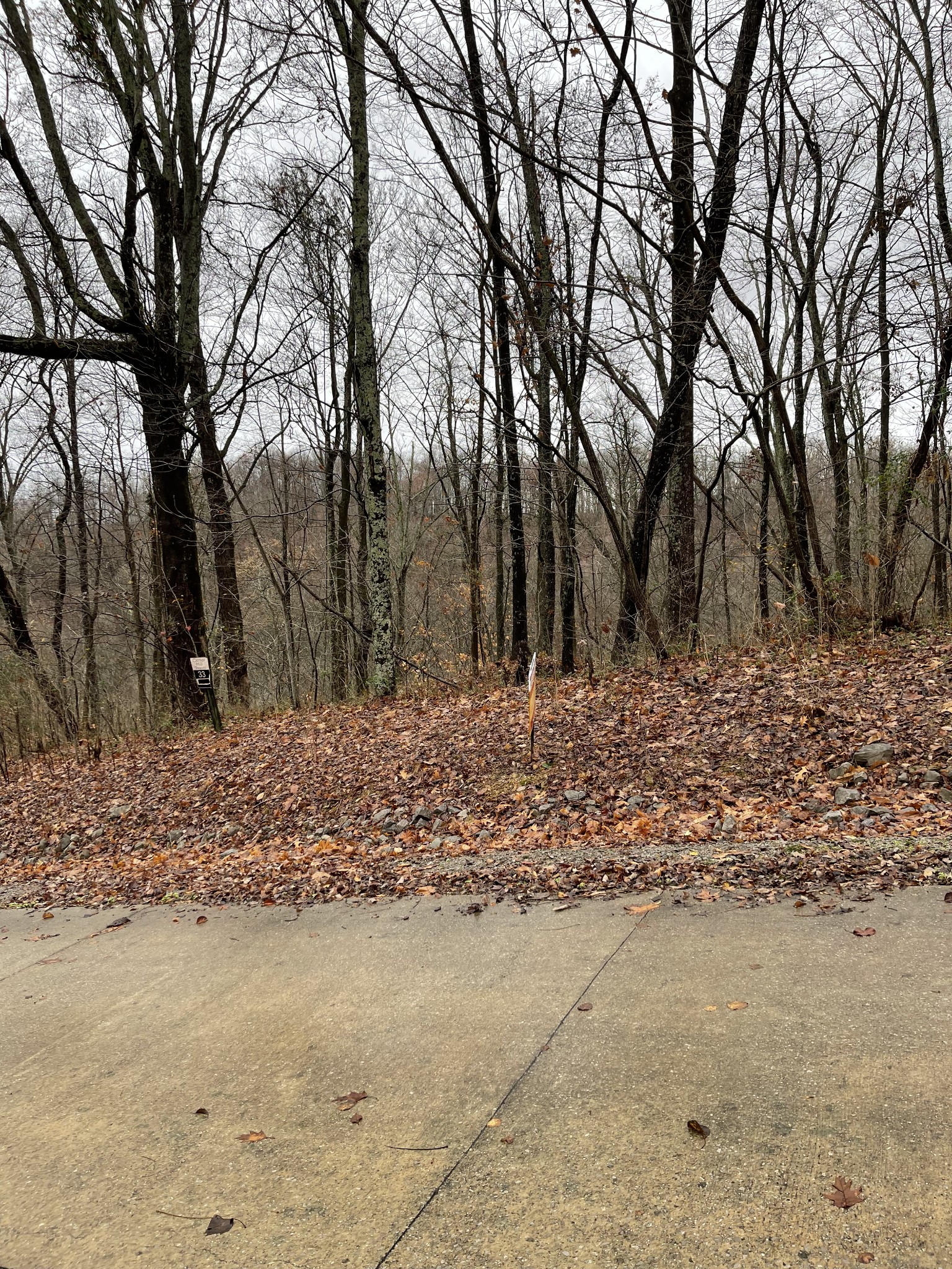 a view of backyard with trees