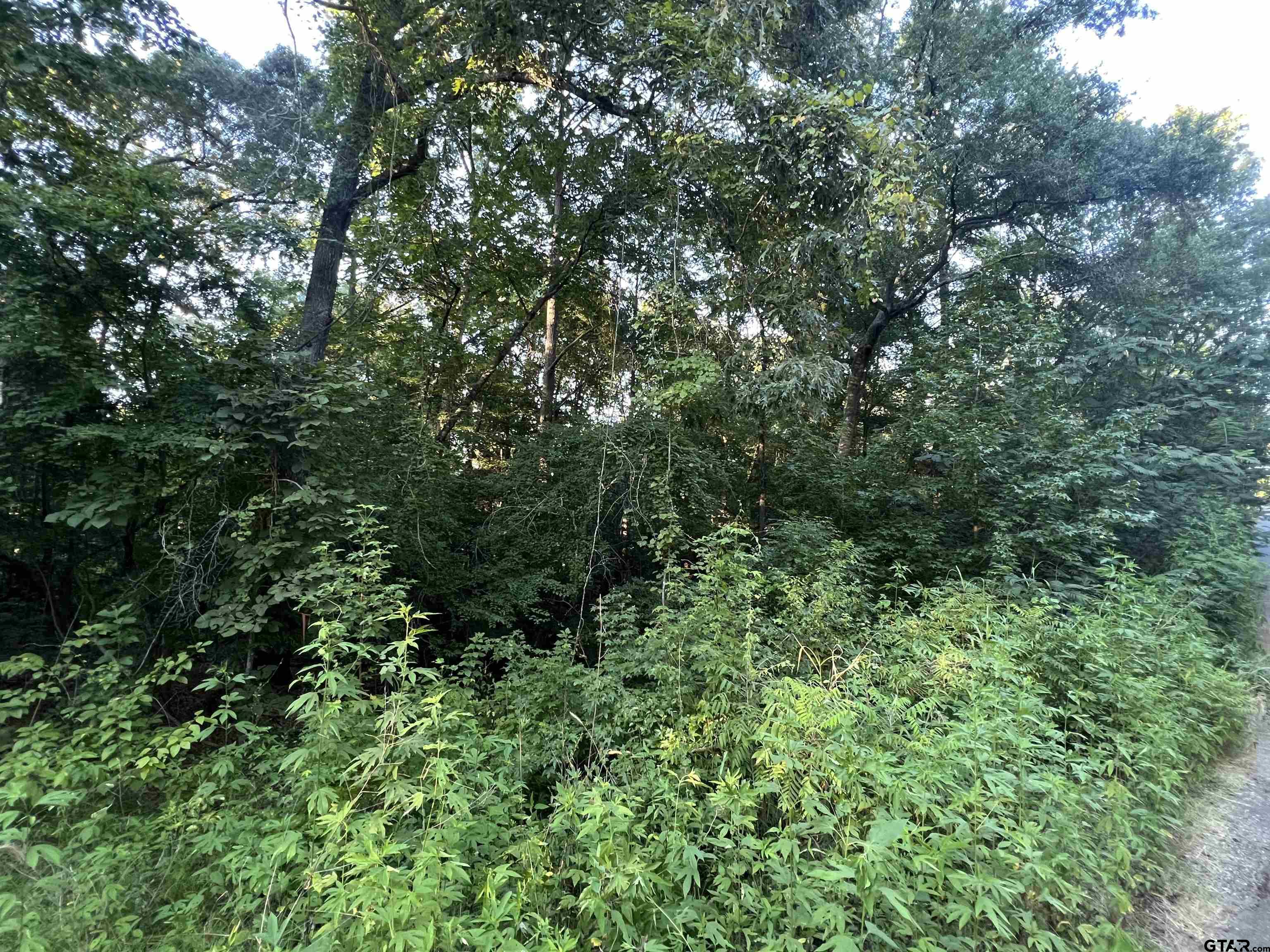 a view of a lush green forest