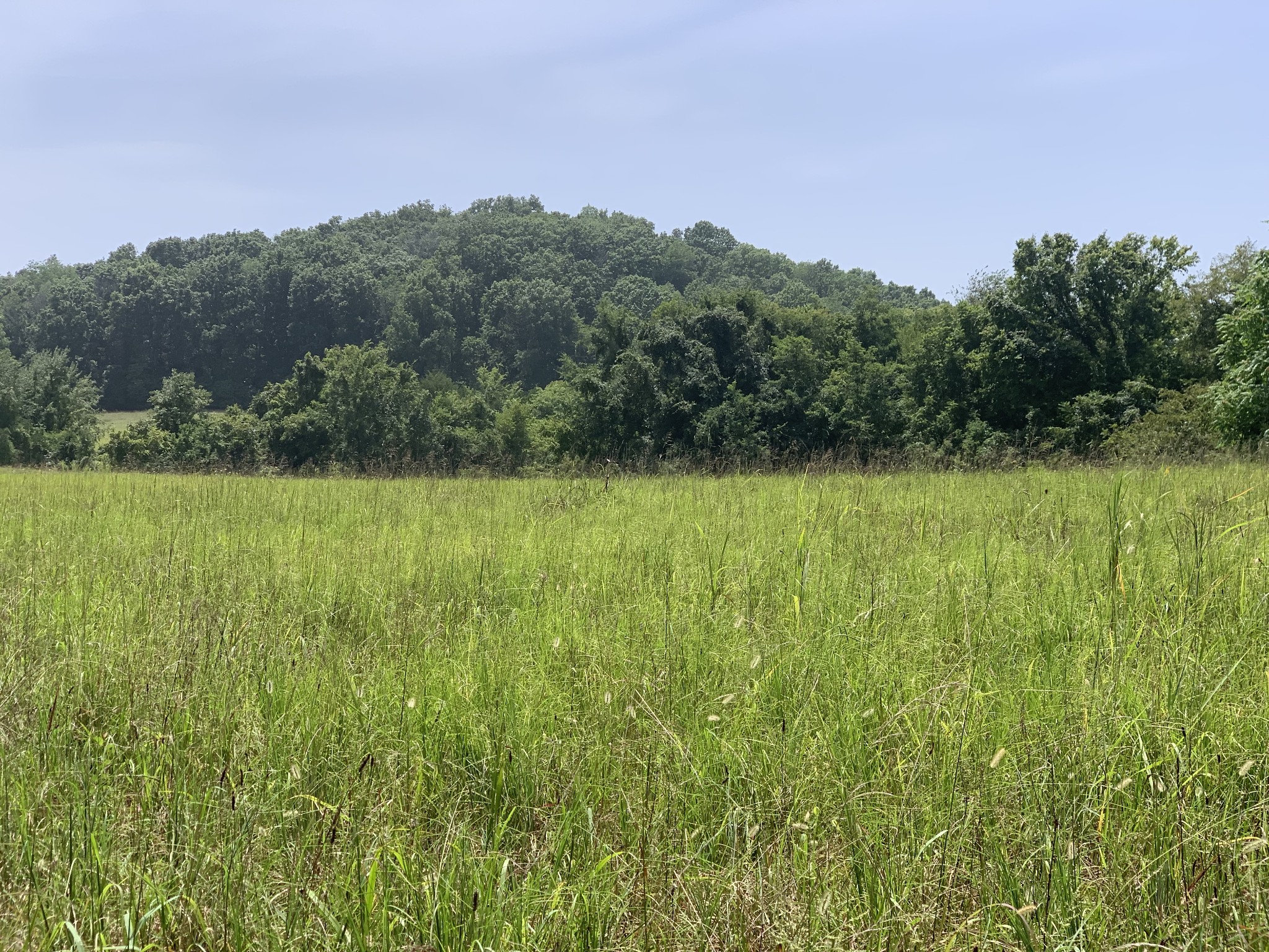 a view of a field with a tree in the background