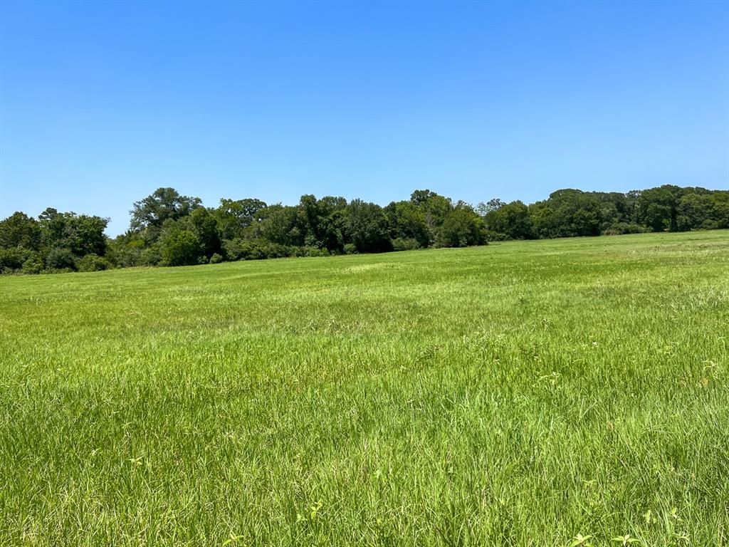 a view of a field with a tree in the background