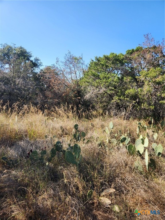 a view of a bunch of trees and bushes