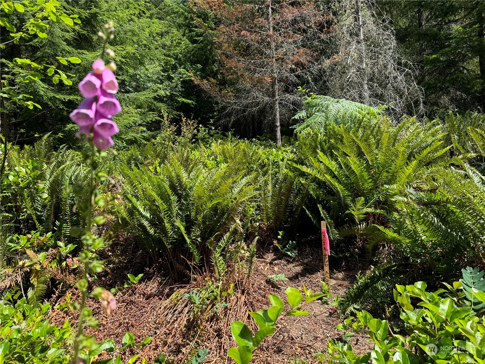 a view of a flower