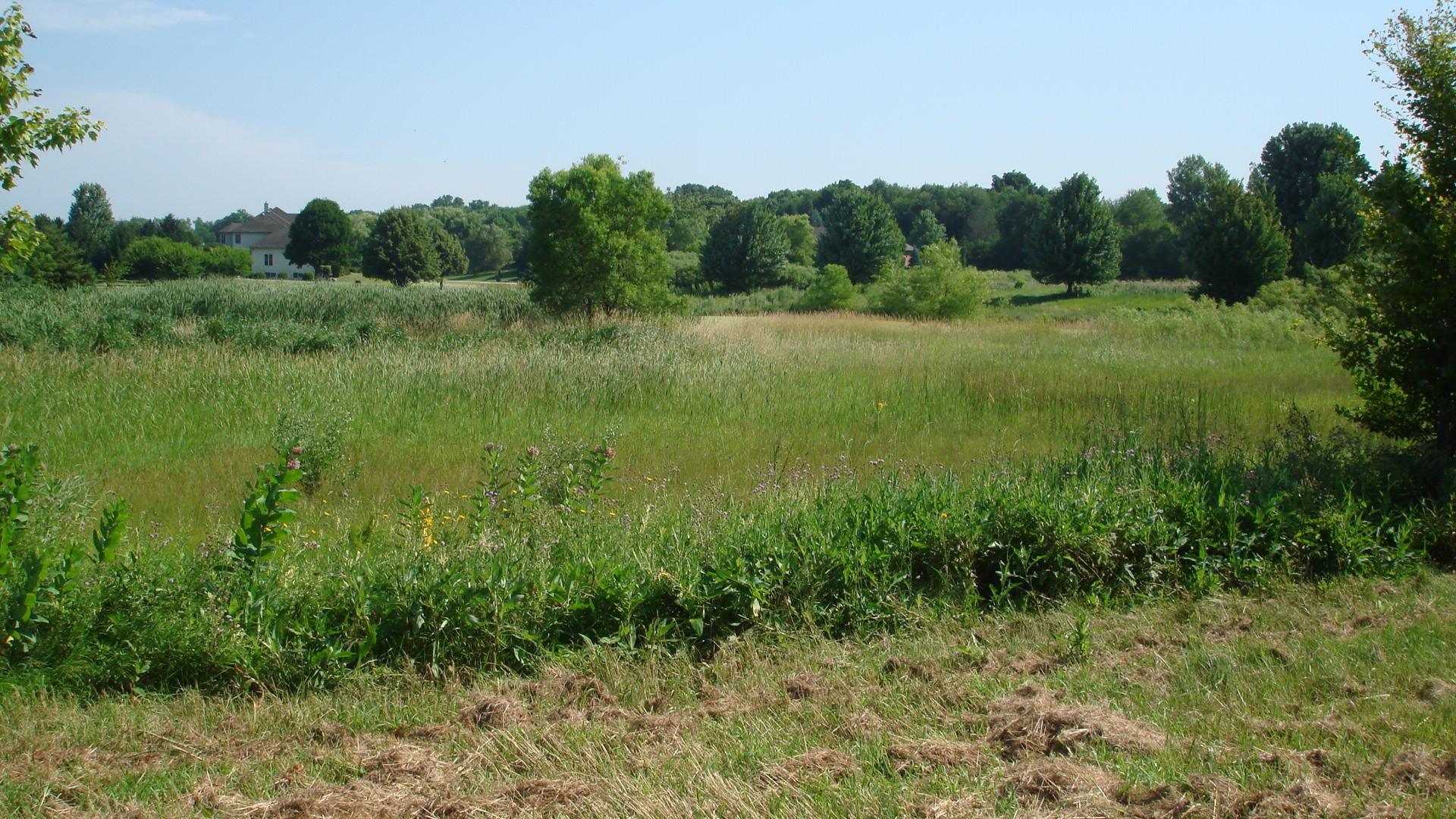 a view of a lush green space