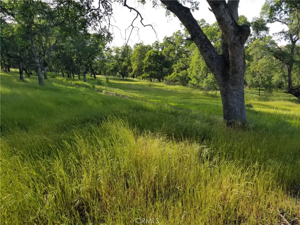 a view of a green field with a tree