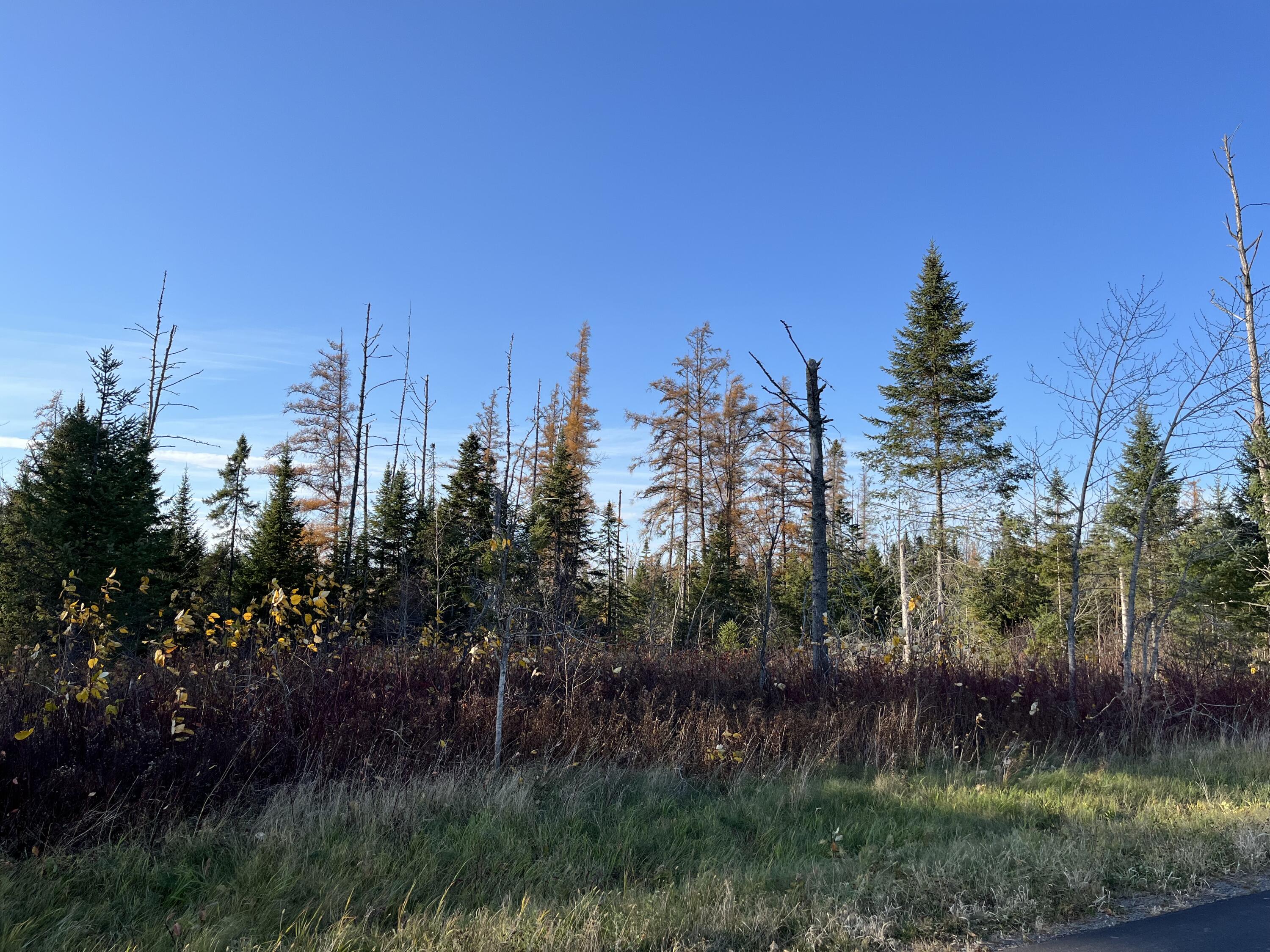 Albair Rd Caribou