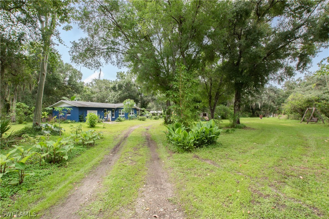 a view of a yard with plants and trees