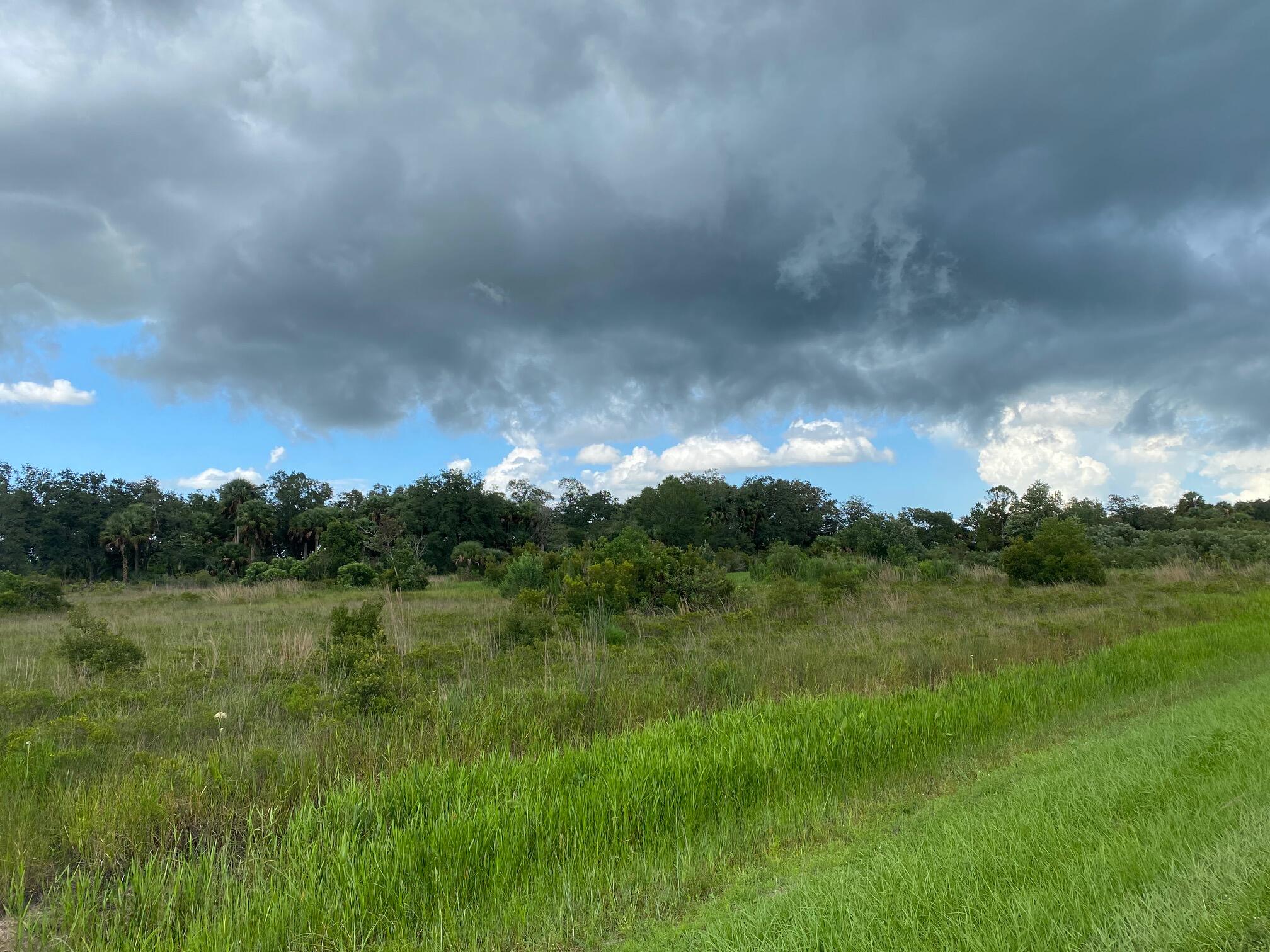 a view of a field of grass and trees